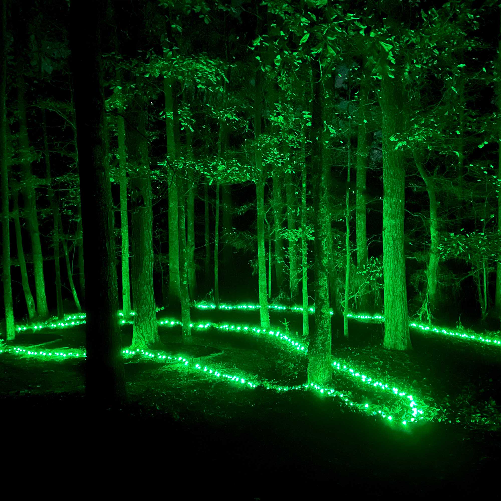 5mm Wide Angle Green LED Christmas Lights on Black Wire