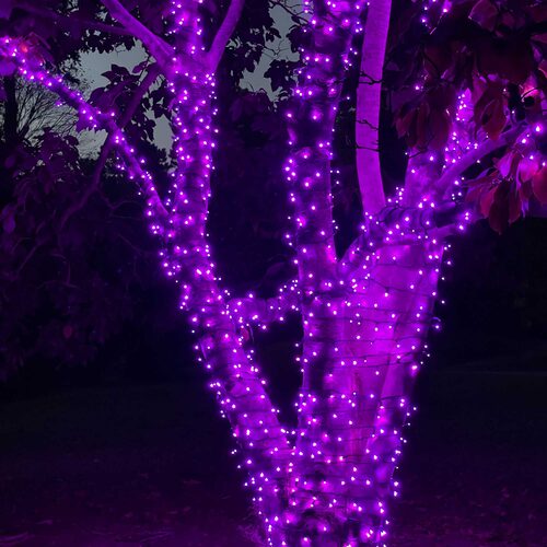 70 5mm Purple LED Christmas Lights, Black Wire, 4" Spacing