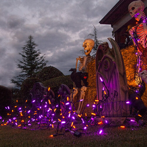 70 Amber, Purple M5 LED Icicle Lights on Black Wire