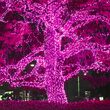 50 5mm Pink LED Christmas Lights, Green Wire, 6" Spacing