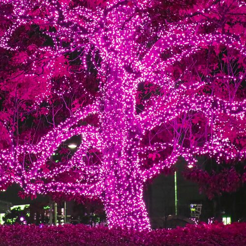 50 5mm Pink LED Christmas Lights, Green Wire, 6" Spacing