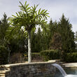 10' Realistic Commercial LED Palm Tree