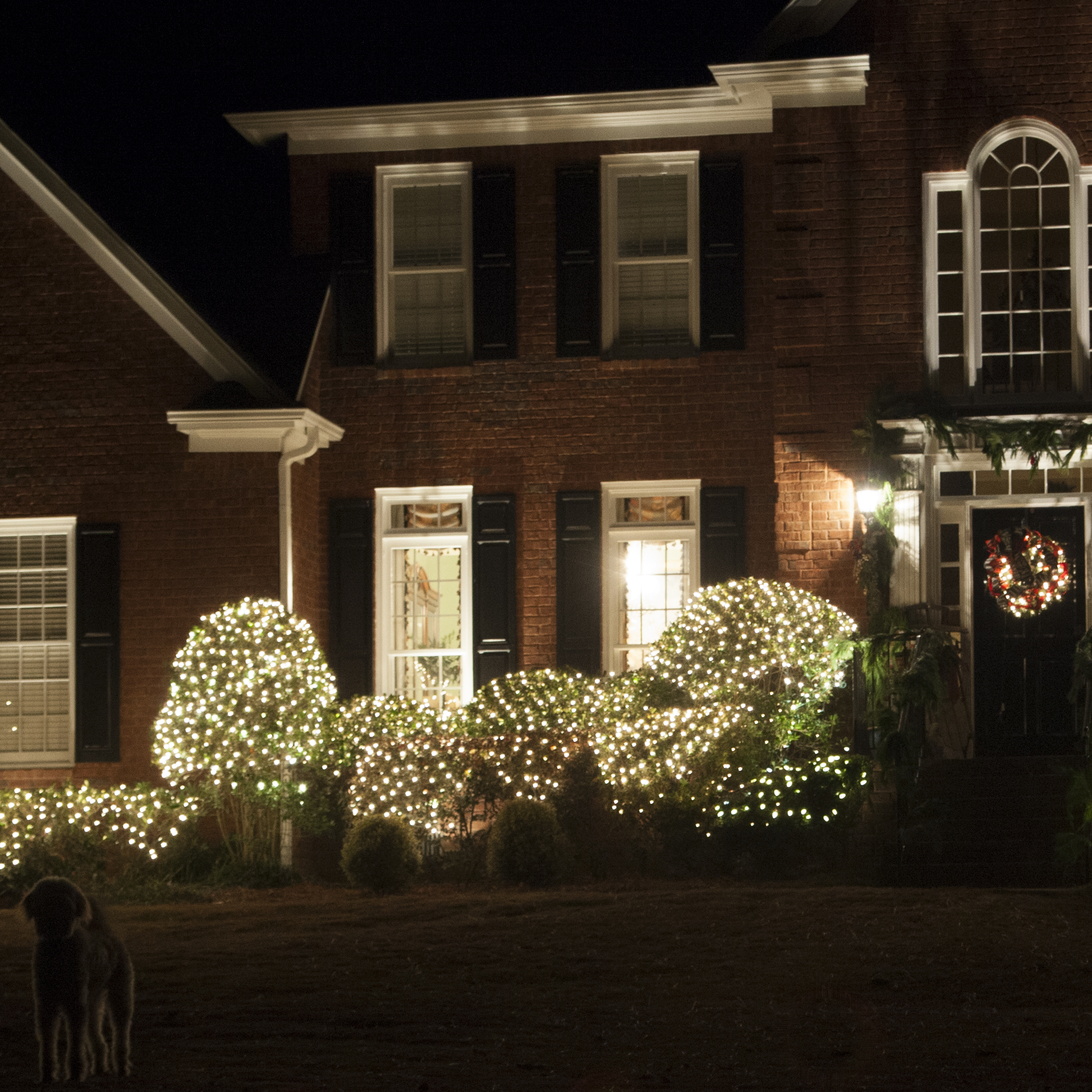 Christmas lights on deals bushes