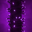 Kringle Traditions 5mm Purple LED Christmas Lights on Green Wire