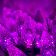 C6 Strawberry Purple LED Christmas Lights on Green Wire