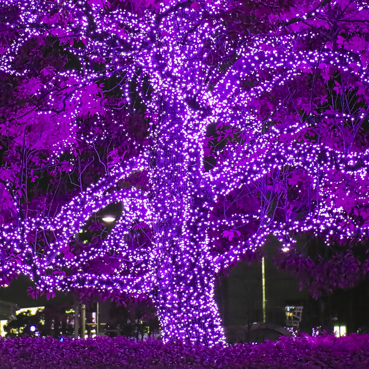 purple mini christmas lights