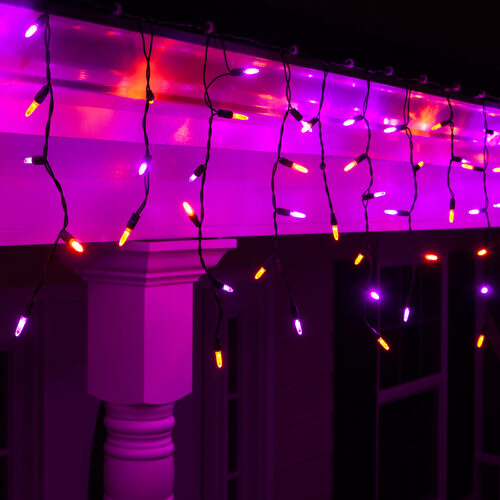 70 Amber, Purple M5 LED Icicle Lights on Black Wire
