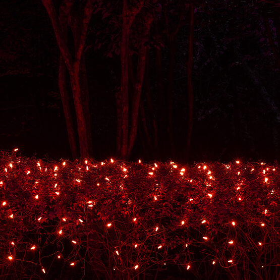 Red M5 LED Christmas Net Lights on Green Wire Wintergreen Corporation