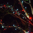 50 5mm Red, Cool White SoftTwinkle TM LED Christmas Lights, Green Wire, 4" Spacing