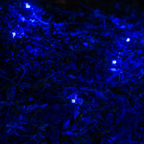 4' x 6' Blue SoftTwinkle 5mm LED Christmas Net Lights, 70 Lights on Green Wire