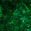 4' x 6' Green SoftTwinkle 5mm LED Christmas Net Lights, 70 Lights on Green Wire