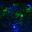 4' x 6' Blue, Green SoftTwinkle 5mm LED Christmas Net Lights, 70 Lights on Green Wire