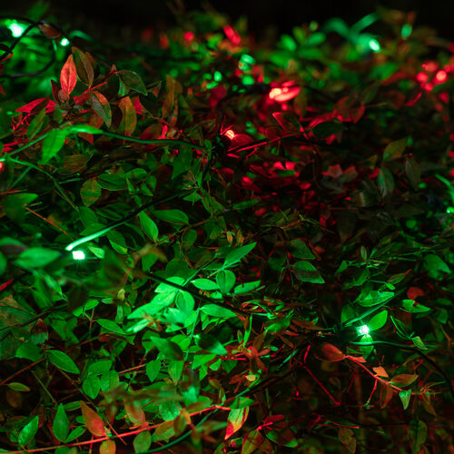 Wintergreen 19260 20 Battery Operated Red 5mm LED Lights, Green Wire