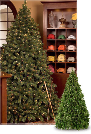 sequoia commercial christmas trees