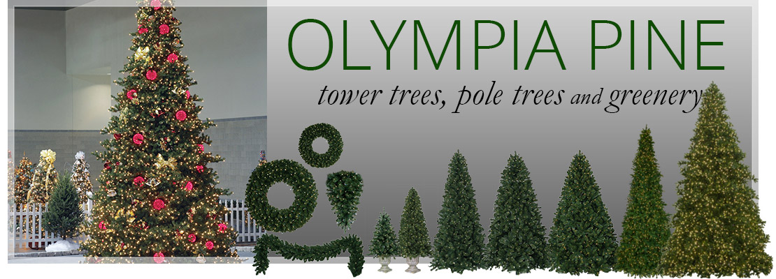 Olympia Pine